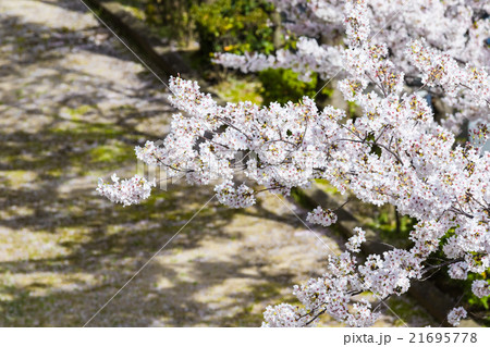 満開の桜と花びら絨毯 21695778
