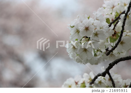 桜 21695931
