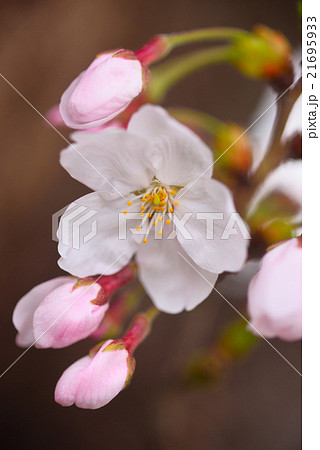 桜の花びらとピンクのつぼみ 21695933