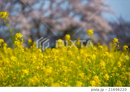 桜 桜 21696220