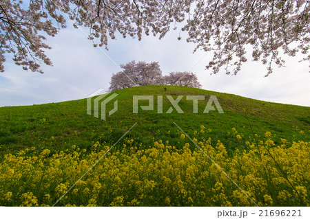 桜 21696221