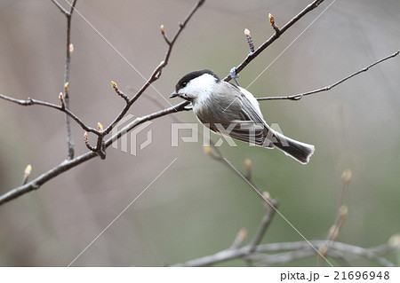 コガラ コガラ 21696948