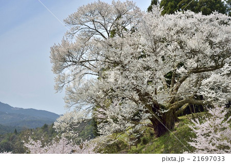 佛隆寺の千年桜 21697033