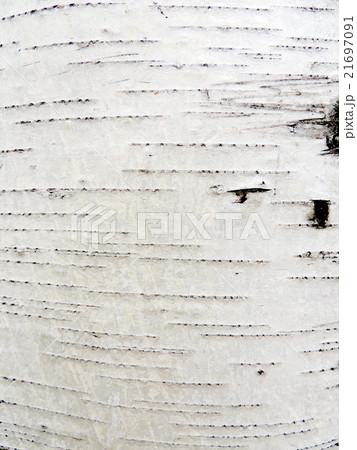 Bark of birch,  species of Karelian 21697091