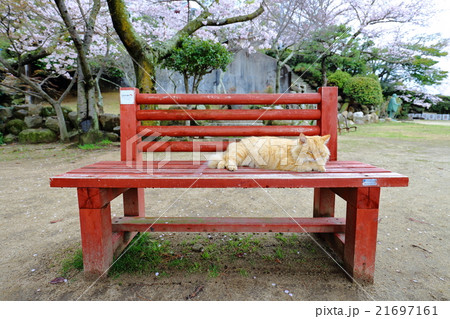 くつろぎ猫 21697161