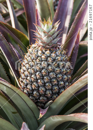 パイナップル パイン パインアップル 21697167