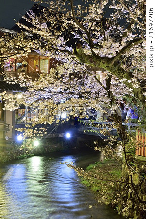 祇園白川 桜 夜景 ライトアップの写真素材