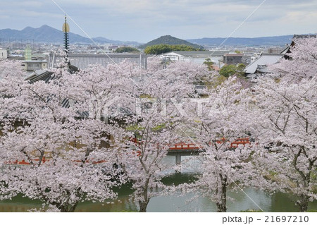 安倍文殊院 桜 安倍文殊院 桜 21697210