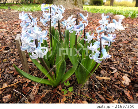 Hyacinth east, Hyacinthus orientalis 21697250