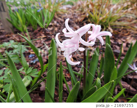 Hyacinth east, Hyacinthus orientalis Hyacinth east, Hyacinthus orientalis 21697255