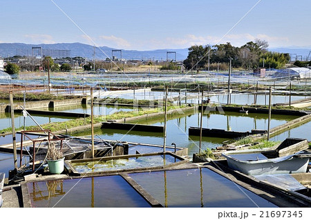 大和郡山　金魚養殖池 21697345