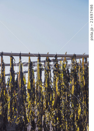 ワカメ干し　天然ワカメ 21697486