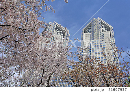 新宿中央公園の桜と東京都庁の写真素材