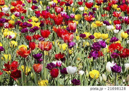 bed of tulips growing in spring garden tulips bed of tulips growing in spring garden tulips 21698128