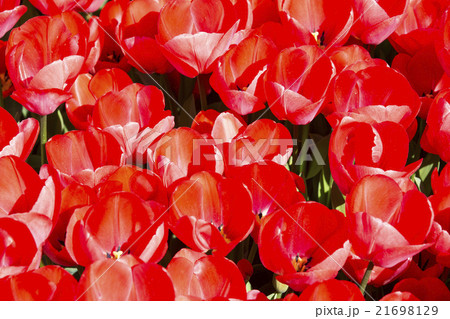 bed of tulips growing in spring garden tulips 21698129