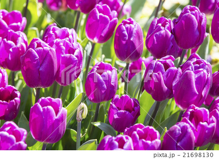 bed of tulips growing in spring garden tulips bed of tulips growing in spring garden tulips 21698130
