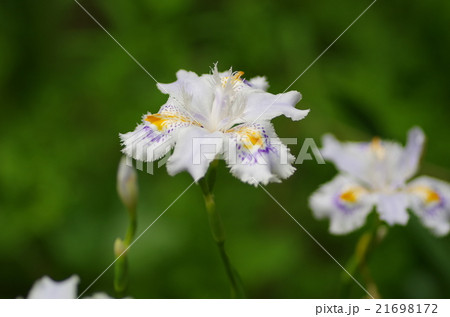 シャガ シャガ 21698172