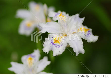 シャガ シャガ 21698175