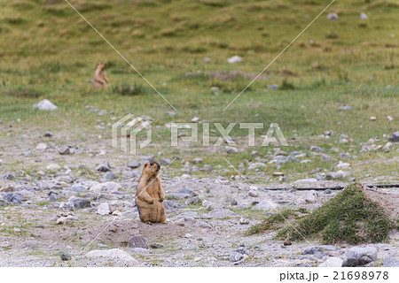 bobak marmot standing on the gound 21698978