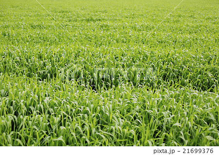 大麦若葉 21699376