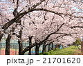桜並木 21701620