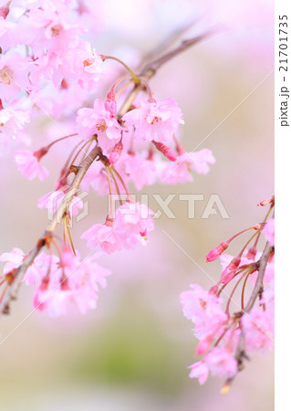 枝垂れ桜 21701735
