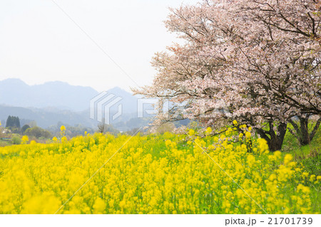 春がすみ　菜の花と桜の風景 21701739