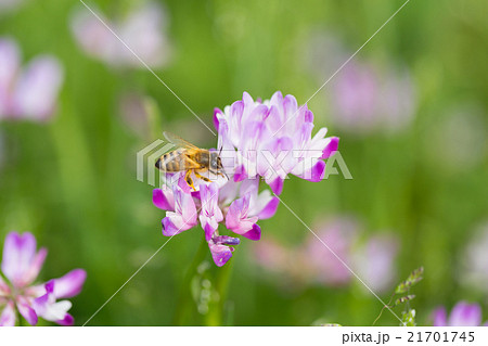 蜜蜂とれんげの花の写真素材