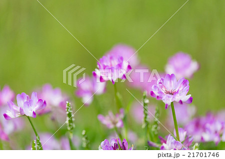 れんげの花の写真素材