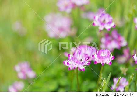 れんげの花の写真素材