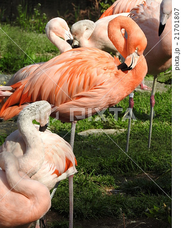 フラミンゴ(チリーフラミンゴ) フラミンゴ(チリーフラミンゴ) 21701807