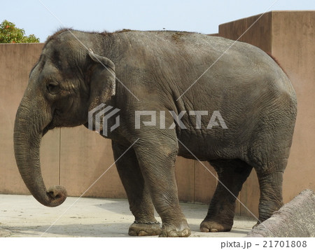 アジアゾウ 21701808