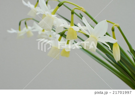 しずく水仙 しずく水仙 21701997