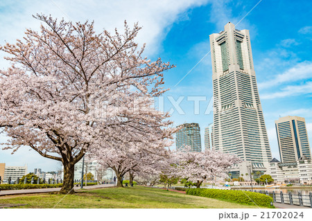 みなとみらいの桜(横浜市中区、汽車道) みなとみらいの桜(横浜市中区、汽車道) 21702024