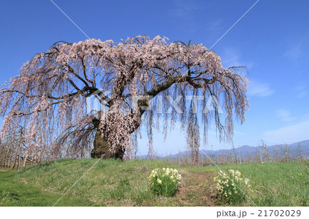 松本市梓川 北条の枝垂桜 松本市梓川 北条の枝垂桜 21702029