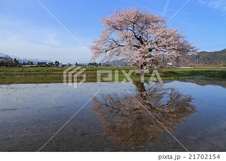 長野県大町市　須沼の一本桜 21702154