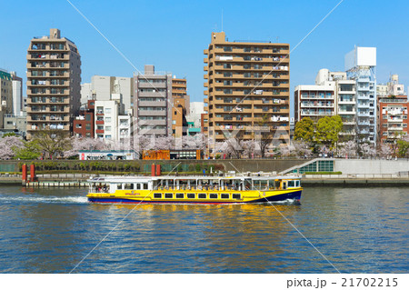 桜満開の隅田公園と隅田川の遊覧船 21702215