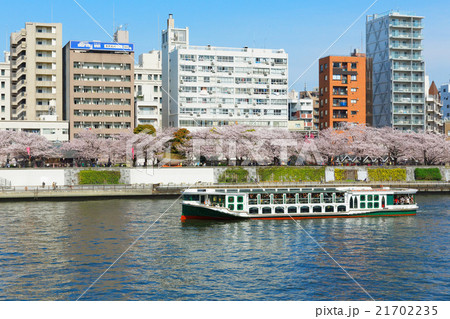 桜満開の隅田公園と隅田川の遊覧船 21702235