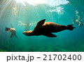 Sea lions swimming around snorkelers underwater  21702400