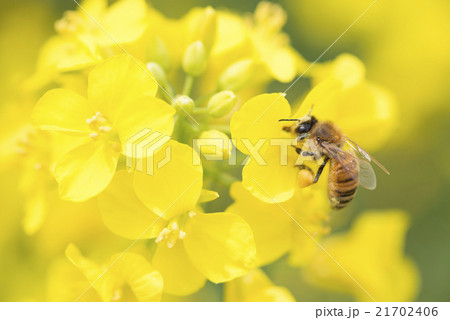 みつばち 菜の花の写真素材