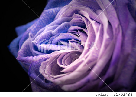 花、薔薇、接写、マクロ。 21702432