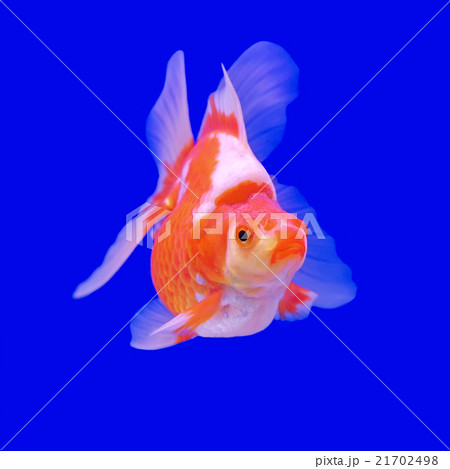 beautiful goldfish 21702498