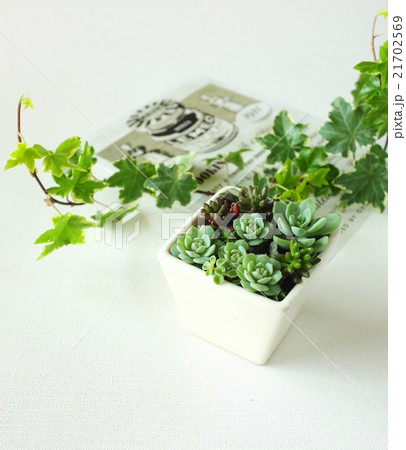 多肉植物の寄せ植え 21702569