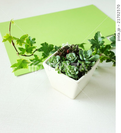 多肉植物の寄せ植え 多肉植物の寄せ植え 21702570