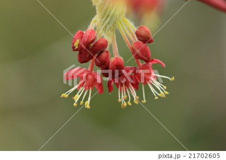 自然 植物 ハウチワカエデ 四月初旬葉が展開する前に真っ赤な花が咲きはじめます の写真素材