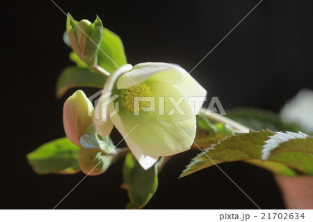 クリスマスローズ2 21702634