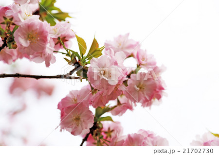 八重桜 21702730