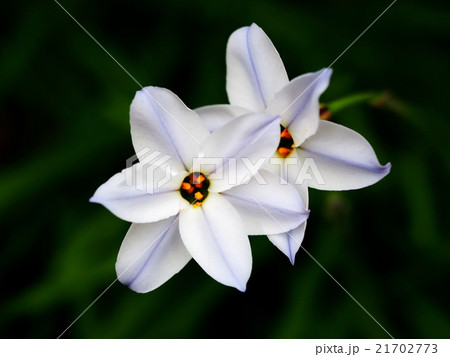 ハナニラ 21702773