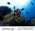 沖縄本島、ゴリラチョップのクマノミ 21702937