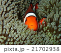 石垣島、カクレクマノミ 21702938